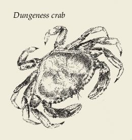 Dungeness Crab Illustration